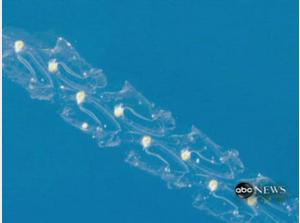 New sea creatures discovered - Video