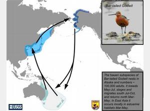 Birds fly from Alaska to New Zealand nonstop